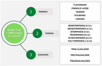From by-products to new application opportunities: the enhancement of the leaves deriving from the fruit plants for new potential healthy products